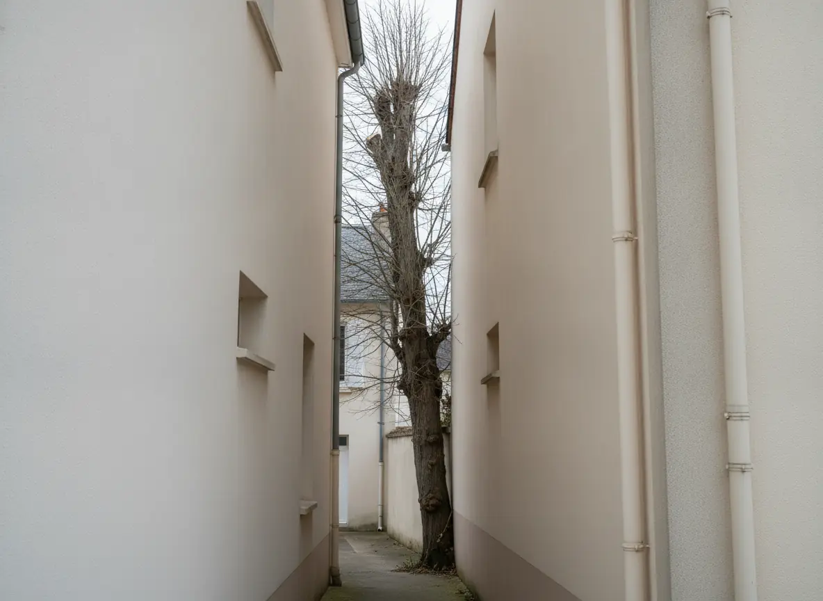 Frêne mort coincé dans un passage étroit entre deux maisons enduites à Beauvais, avant démontage